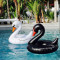 Giant Inflatable Swan